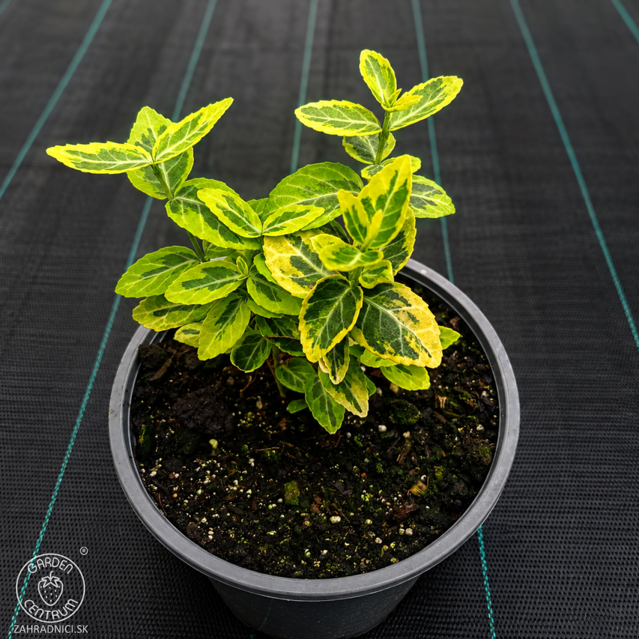 Obrázok Bršlen Fortuneov (Euonymus Fortunei) ´EMERALD´N GOLD´ - výška 10-15 cm, kont. C2L